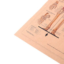Load image into Gallery viewer, Human Skeleton Structure Kraft Paper Wall Art Print (42x29cm) - Decor Home