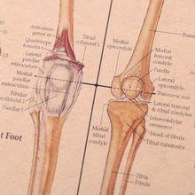 Load image into Gallery viewer, Human Skeleton Structure Kraft Paper Wall Art Print (42x29cm) - Decor Home