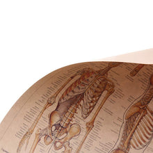 Load image into Gallery viewer, Human Skeleton Structure Kraft Paper Wall Art Print (42x29cm) - Decor Home
