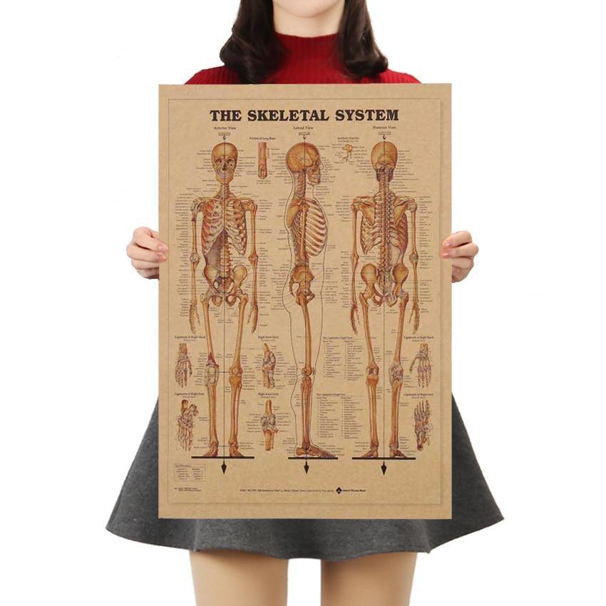 Human Skeleton Structure Kraft Paper Wall Art Print (42x29cm) - Decor Home